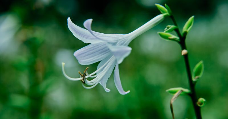 Lys : Guide Culture et Variétés de Fleurs 2026