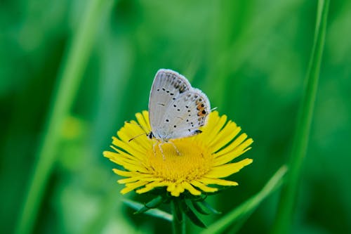 Butterfly on a Dandelion Flower 