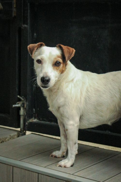 Free Cute Jack Russell Terrier standing by a dark wooden gate, looking directly at the camera. Stock Photo