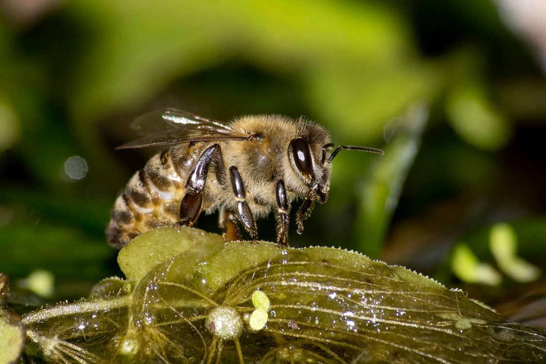 Bee Left Close-Up of a Bee Resting on a Leaf · Free Stock Photo