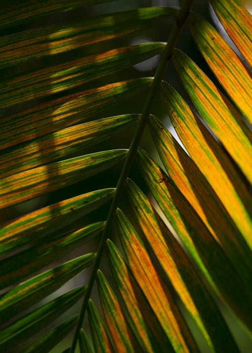 Close-up of Palm Tree Leaves