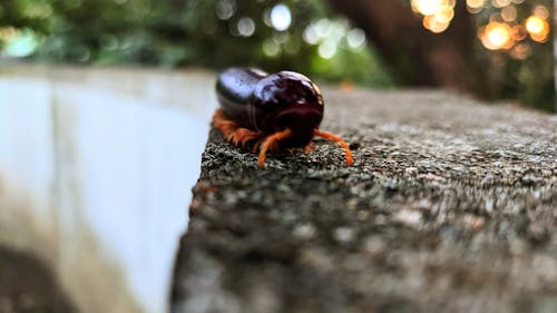 Centipede Millipede 