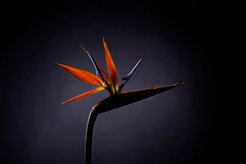 Free Close-up of a Bird of Paradise flower against a dark background, showcasing vibrant orange petals. Stock Photo