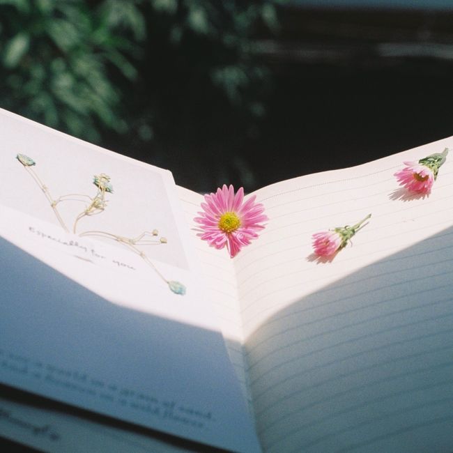 Close-up of a notebook with pink flowers in sunlight, evoking a warm and creative mood.