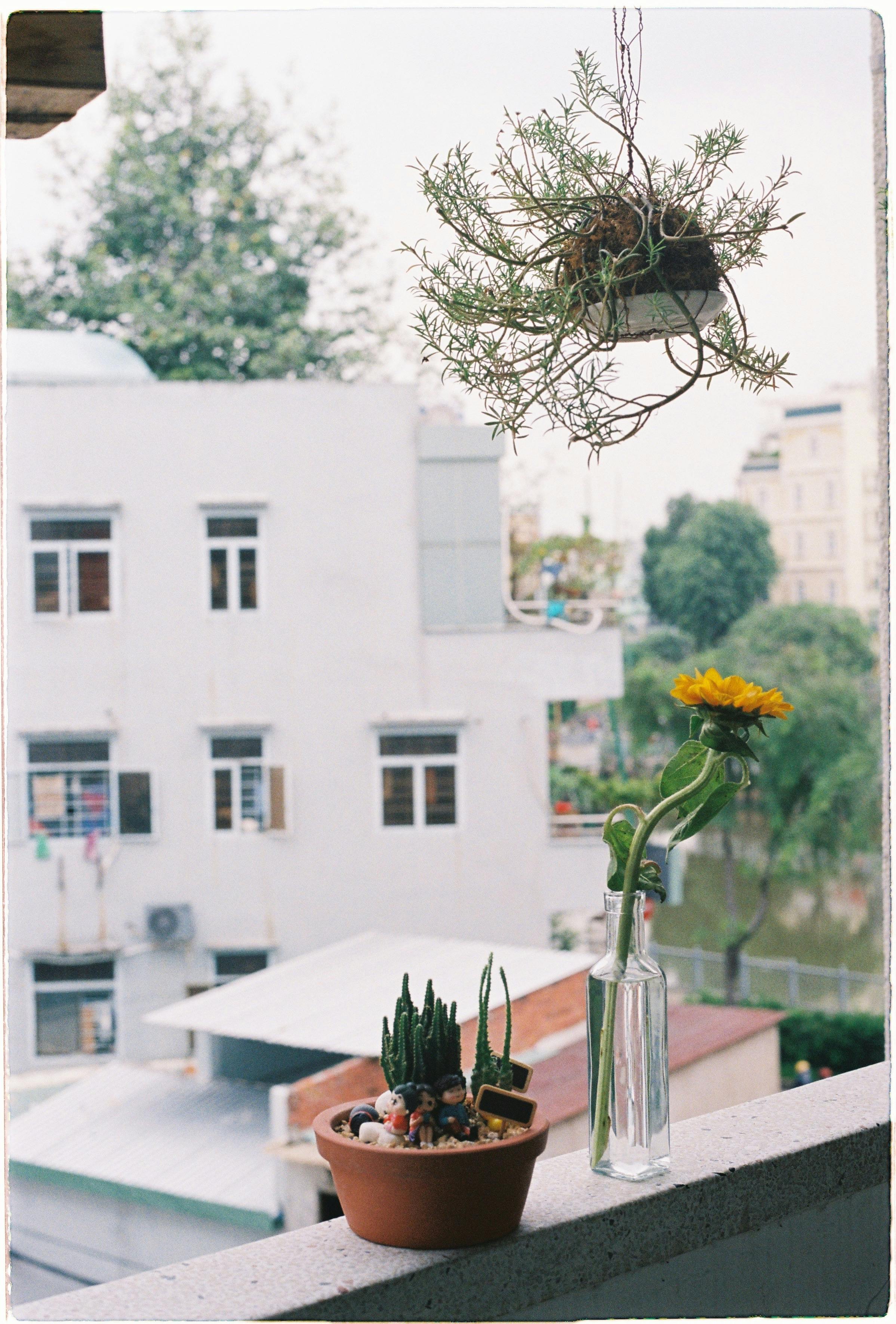 Urban balcony with potted plants and a hanging planter, serene and green.