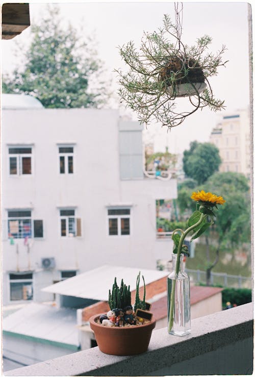 Ingyenes stockfotó cserepes növények, dekoráció, erkély témában