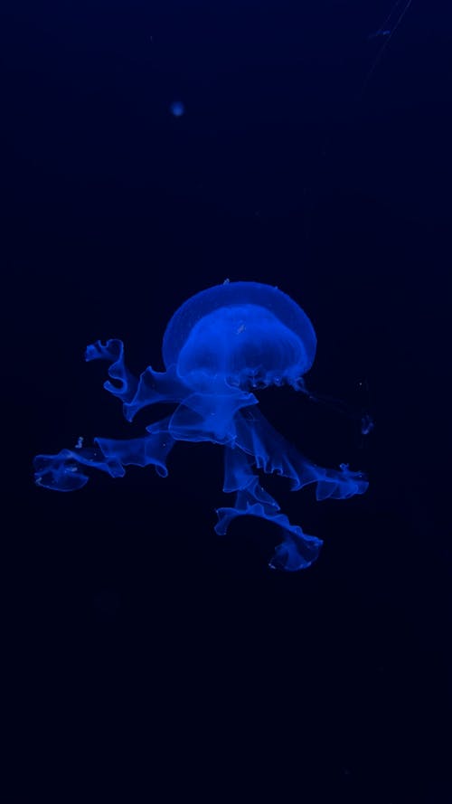 Jellyfish in Ocean