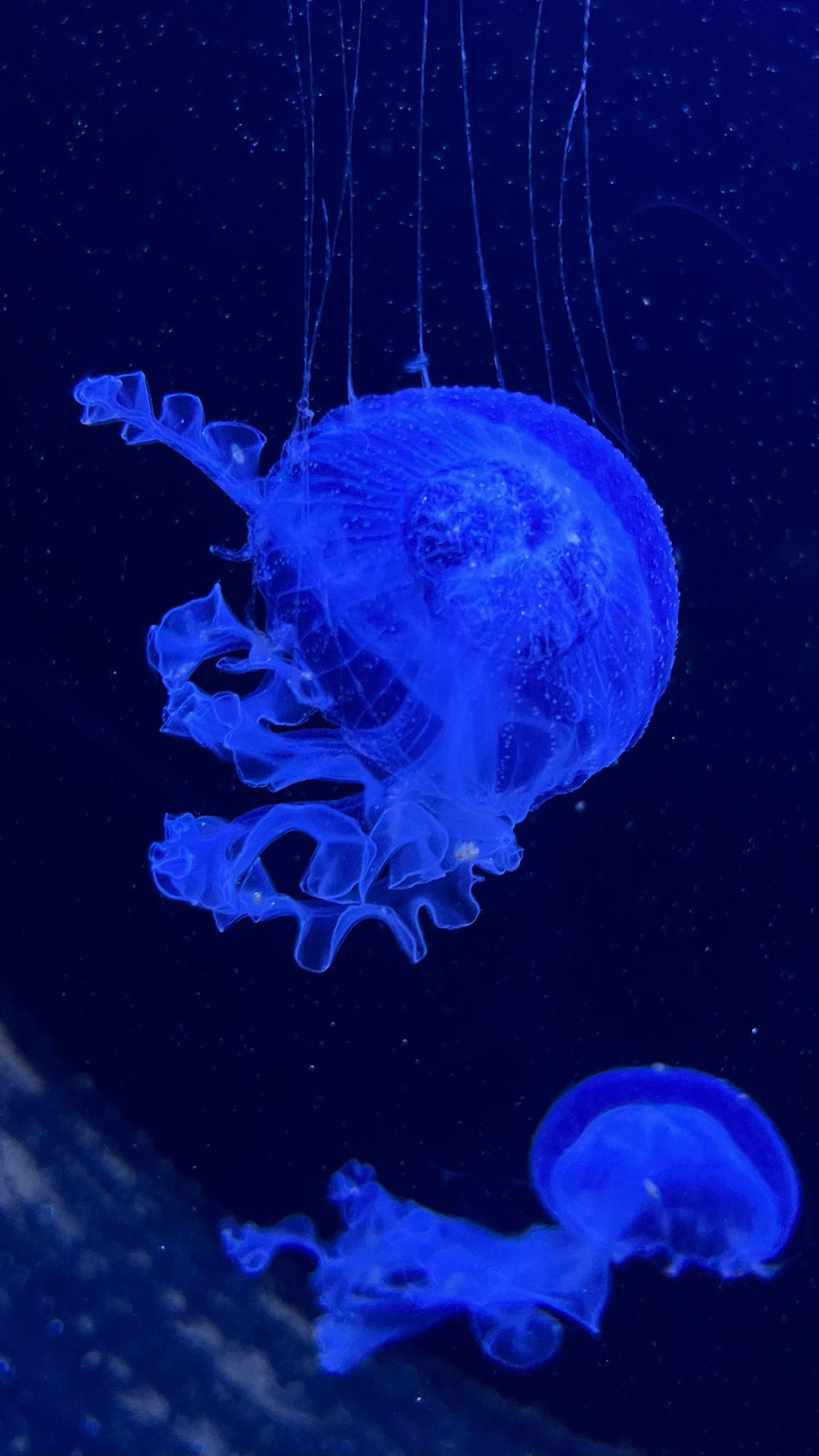 Blue Jellyfish in Water · Free Stock Photo