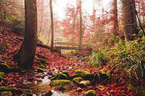 Stream in Forest in Autumn