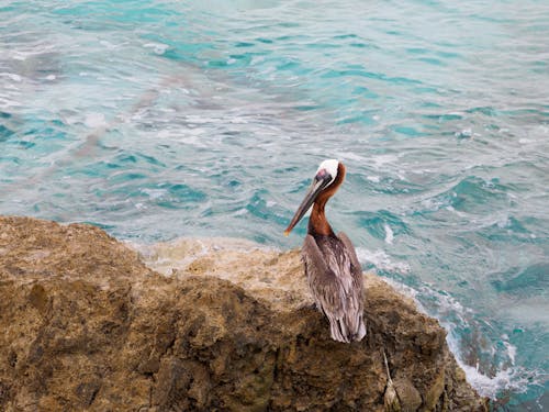 Ücretsiz deniz, hayvan fotoğrafçılığı, Kaya içeren Ücretsiz stok fotoğraf Stok Fotoğraflar