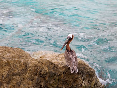 Free A brown pelican perched on a rocky shore by the ocean. Perfect for wildlife enthusiasts. Stock Photo