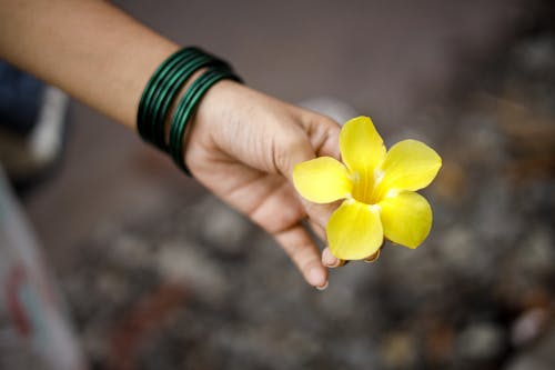 Holding a Yellow Allamanda Flower