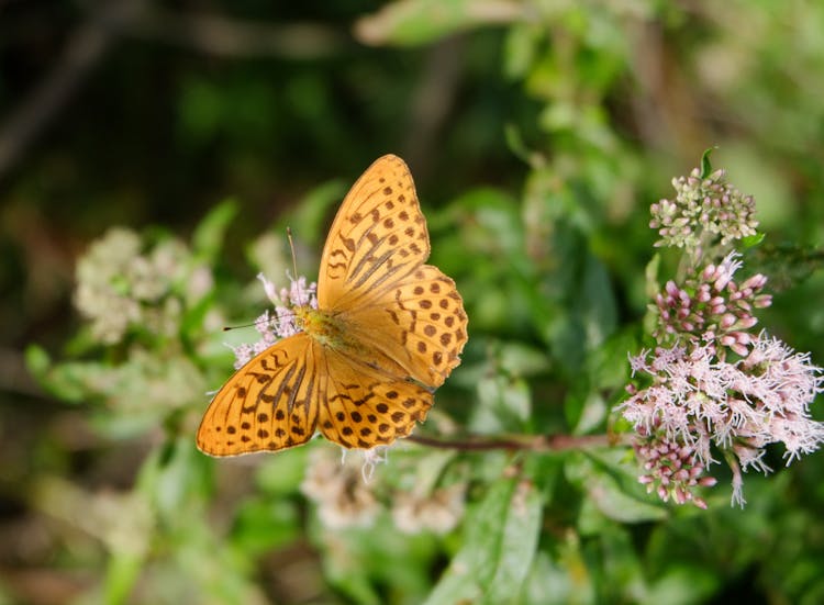 Butterfly On Flower