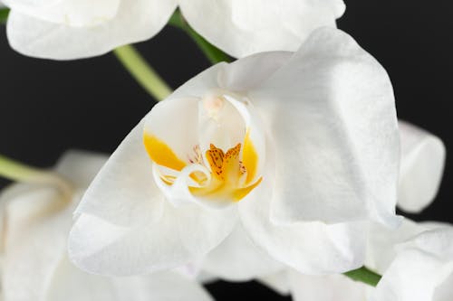 Foto profissional grátis de orchidaceae