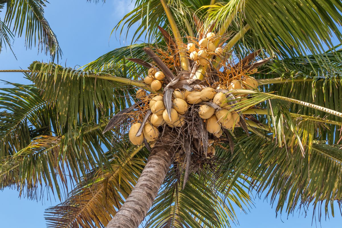 Coconut palm canopy from below with seed clusters — Ironwood Tree Co. palm specialist service
