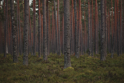 Lush, tranquil pine forest with towering evergreen trees and dense greenery, perfect for nature enthusiasts.