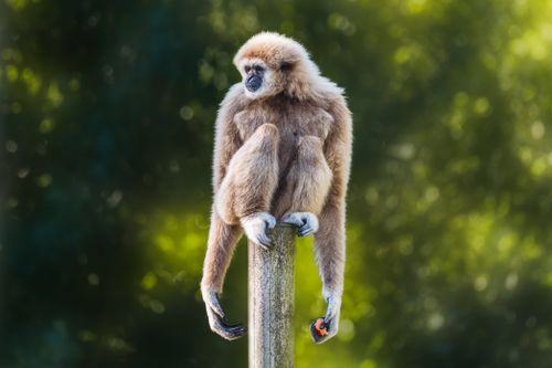 Free A gibbon perched elegantly on a wooden post in a lush outdoor setting. Stock Photo