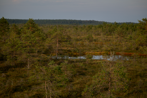 Free A tranquil view of a forested wetland with a serene pond reflecting the sky during dusk. Stock Photo