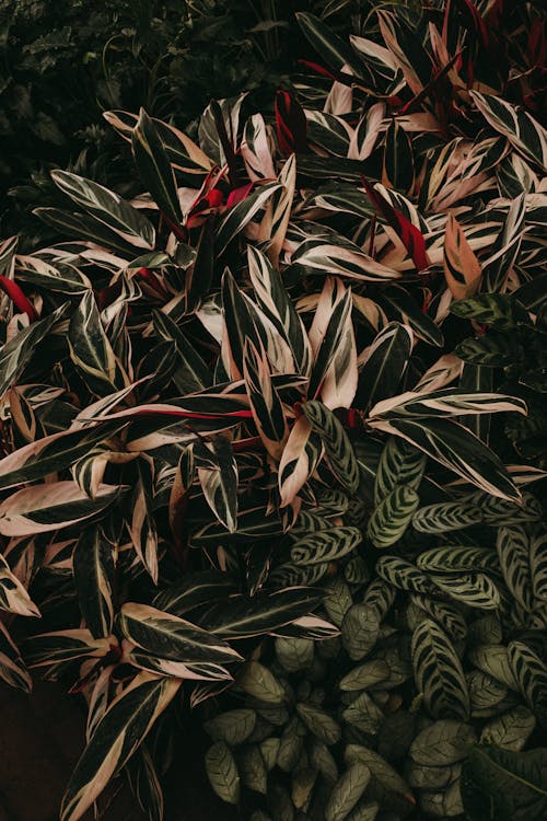 Gratis stockfoto met bladeren, exotisch, flora