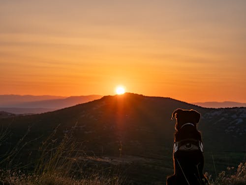 Dog Looking at the Sunset Over the Mountains