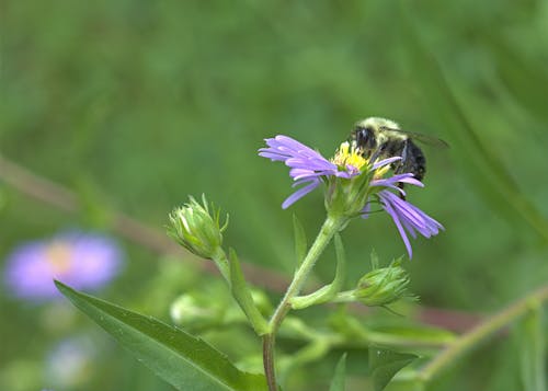 Bee on a purple flower