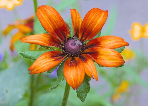 Fly on on orange flower