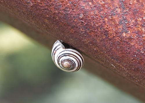 Snail on a rusty beam