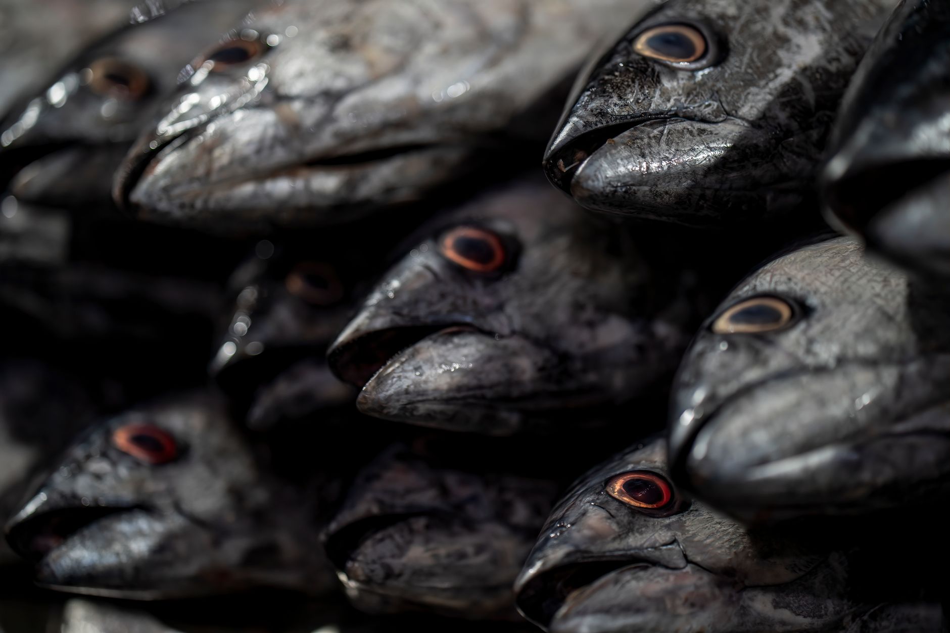 Indonesia expands seafood export access to China