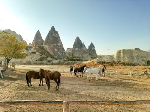 Kostenloses Stock Foto zu außerorts, cappadocia, dürr