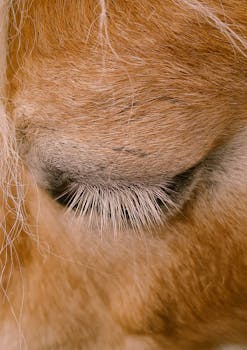 Detailed close-up of a horse's eye and eyelashes, showcasing its textured fur and calm expression.