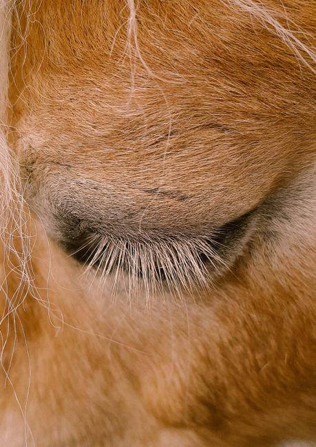 Detailed close-up of a horse's eye and eyelashes, showcasing its textured fur and calm expression.