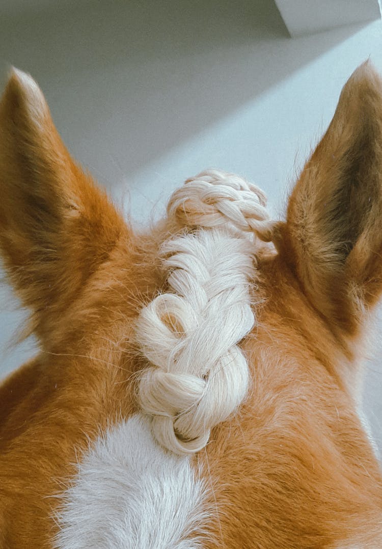 Braid On Animal Hair