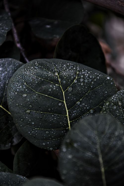 Free Detailed image of water droplets on a dark green leaf, capturing nature's delicate beauty. Stock Photo