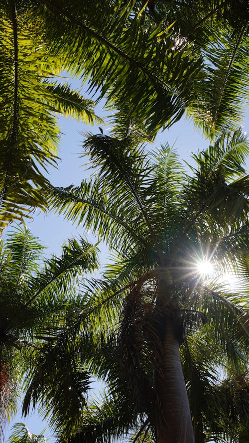 Low Angle Shot of Palm Trees under a Blue Sky 