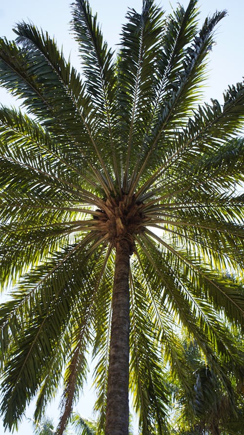 Palm in Sunlight