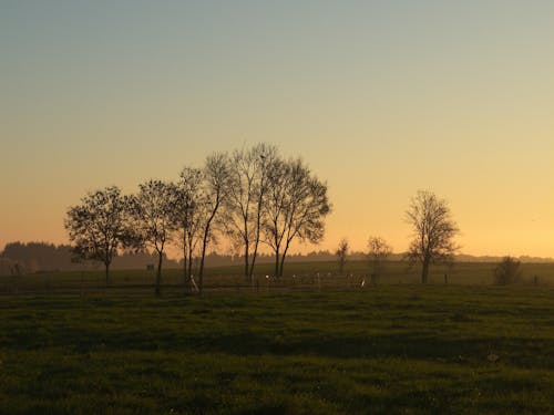 Trees on Fenced Pastures in the Light of the Setting Sun