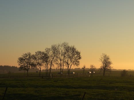 Peaceful sunrise with trees and parked cars in a rural grassland setting.