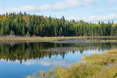 Free Serene lake scene with pine trees and autumn colors reflecting on water. Stock Photo