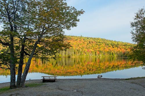 River and Forest in Autumn