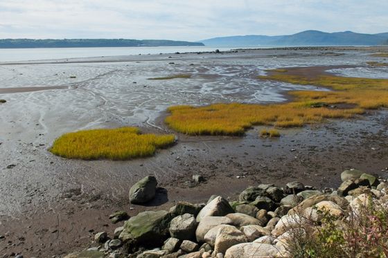 Coastal wetland with tidal flats and distant hills — photo by Emmanuel Codden on Pexels