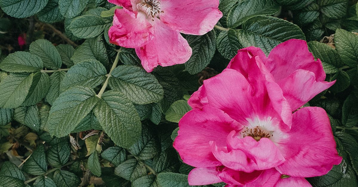 Pink Roses Natural Photography Close up of Pink Roses in Nature · Free Stock Photo