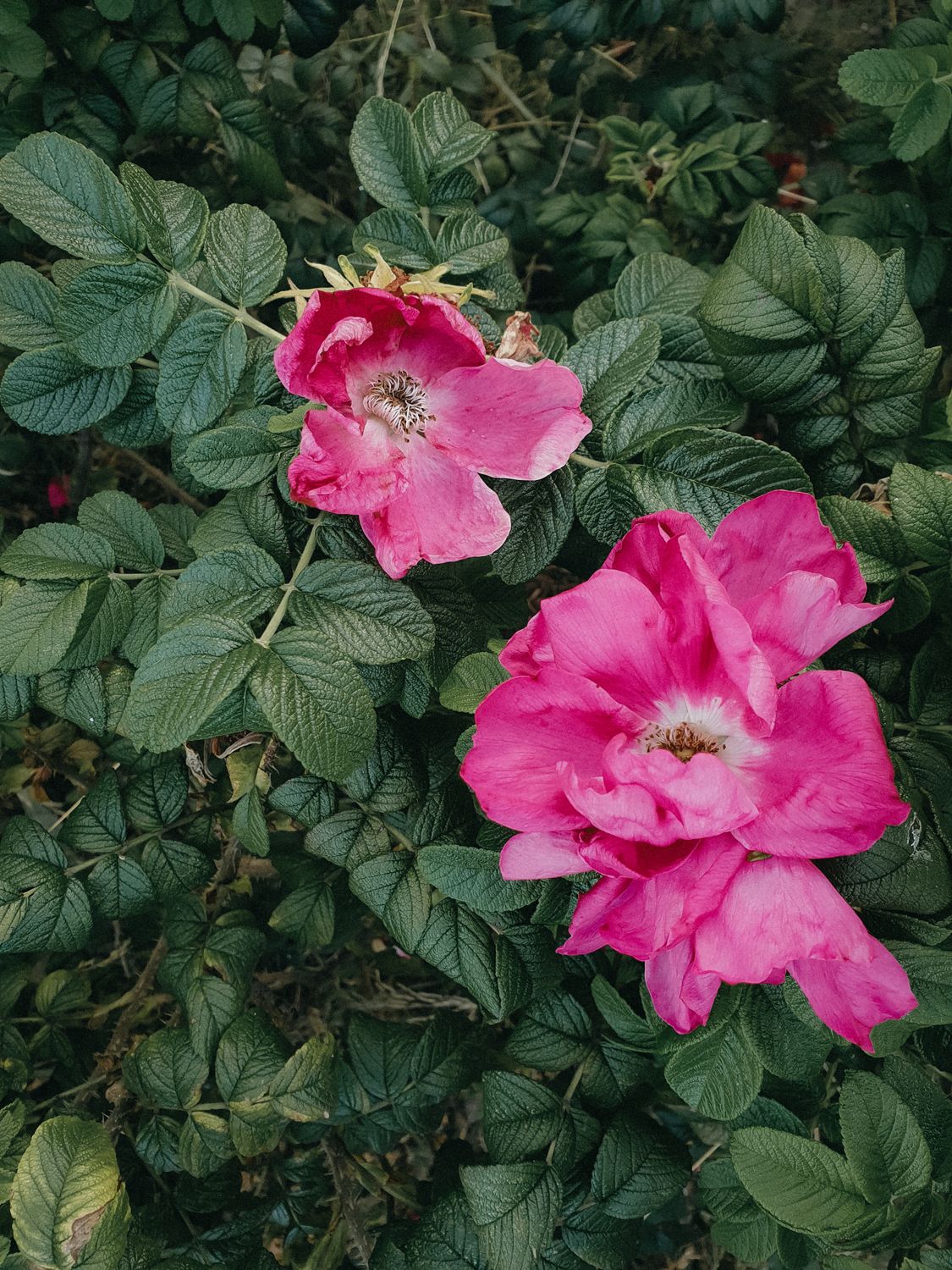 Pink Roses Natural Photography Close up of Pink Roses in Nature · Free Stock Photo