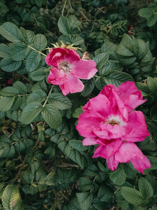 Free Vibrant close-up of pink roses surrounded by rich green leaves, exuding freshness and natural beauty. Stock Photo