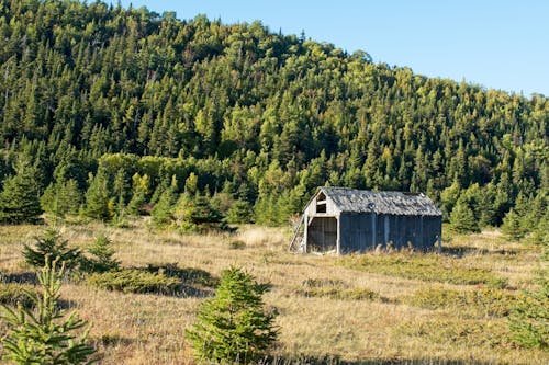 Old Abandoned Barn on a Mountainside Near the Coniferous Forest