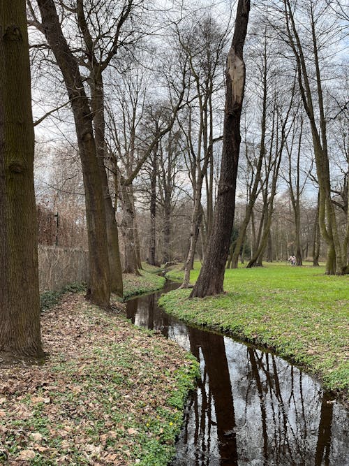 Δωρεάν στοκ φωτογραφιών με bydgoszcz, δέντρα, κατακόρυφη λήψη