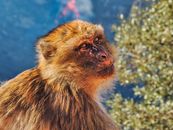 Close-up of a Barbary macaque in Bouzegza Keddara, showcasing its natural habitat and expressive face.
