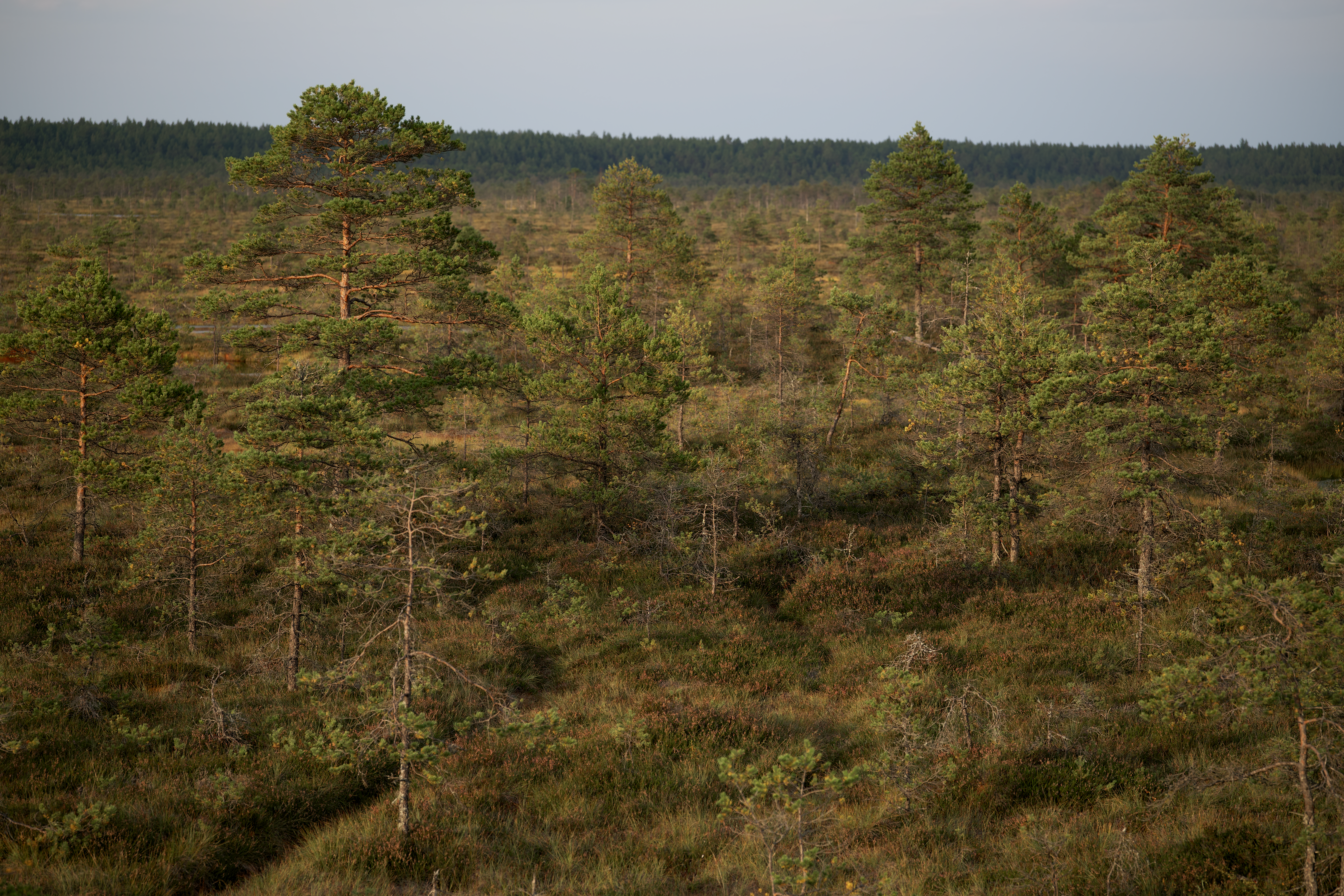 A forest with many trees and grass · Free Stock Photo
