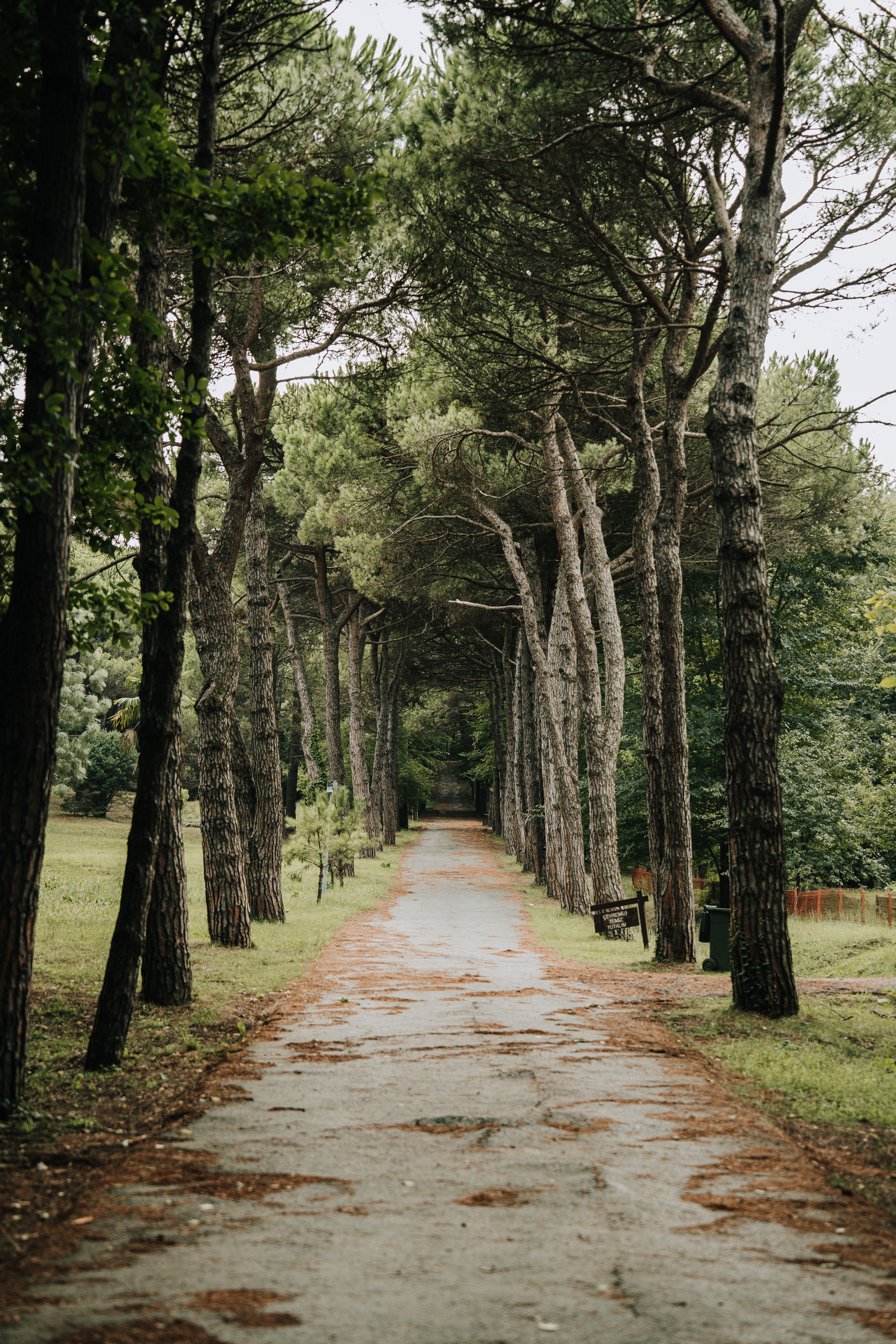 Trees around Empty Footpath in Forest · Free Stock Photo