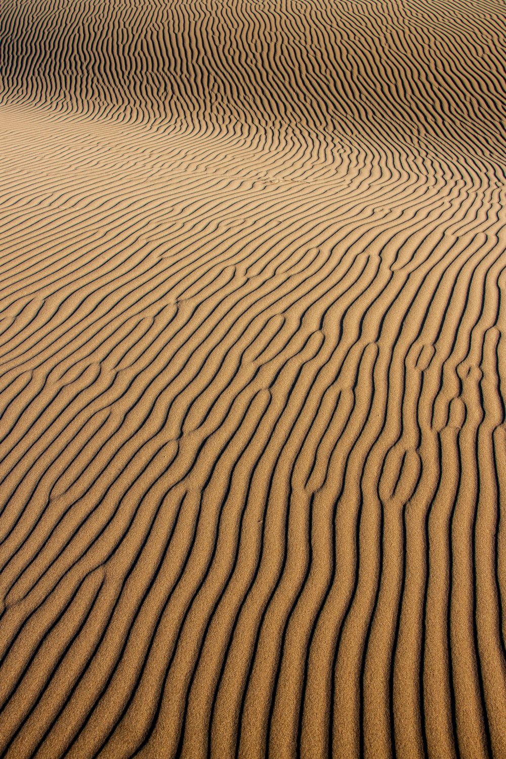 Pattern on Desert Sand · Free Stock Photo