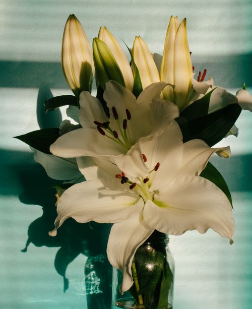 Free A beautiful arrangement of white lilies in a vase against a sunlit teal background, capturing nature's elegance. Stock Photo